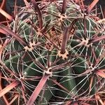 Ferocactus latispinus Лист