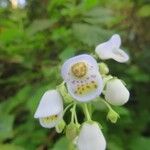 Jovellana punctata Blüte