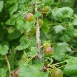 Ribes nigrum Azala