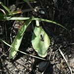 Ranunculus amplexicaulis Blatt