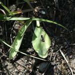 Ranunculus amplexicaulis Hoja