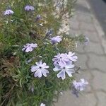 Phlox subulataKvět