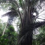 Raphia monbuttorum Hábito