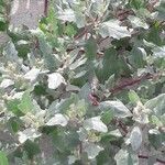 Atriplex laciniata 葉