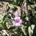 Dyschoriste schiedeana Flower