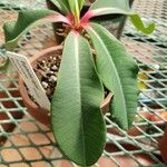 Euphorbia viguieri Leaf