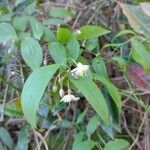 Eustrephus latifolius Habitus