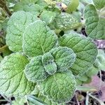 Clinopodium nepeta পাতা