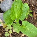 Viola sagittata Leaf