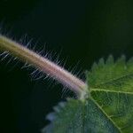 Laportea interrupta 樹皮