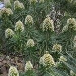 Echium decaisnei Облик