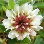 Trifolium occidentale Blomma