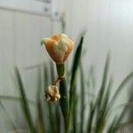 Dietes bicolor Квітка