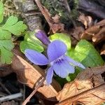 Viola reichenbachiana Leaf