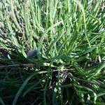 Plantago crassifolia Hoja