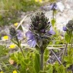 Veronica bellidioides Fula