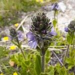 Veronica bellidioides Blomst