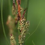 Carex nigra Frucht