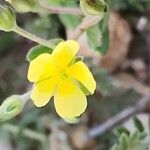 Helianthemum salicifolium Fula