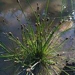 Eleocharis ovata Fuelha