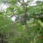 Acacia ataxacantha Habitatea