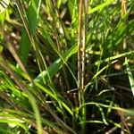 Danthonia decumbens List