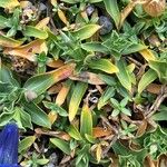 Gentiana acaulis Hoja
