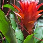 Guzmania monostachiaЦветок