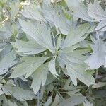 Romneya coulteri Folha