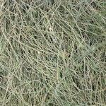 Ephedra equisetina Blad