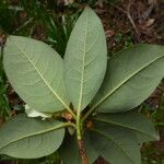 Rhododendron chrysodoron ᱥᱟᱠᱟᱢ