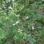 Campanula sibirica Habitus