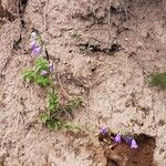 Campanula bononiensis Habit