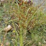 Cyperus glomeratus Habitus