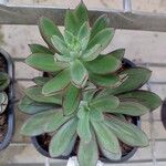 Echeveria nodulosa Ліст