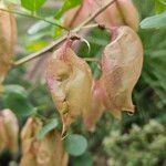 Colutea arborescens Fruit