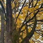 Acer macrophyllum Casca