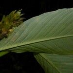 Hylaeanthe unilateralis Hoja