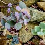 Kalanchoe marnieriana Ліст