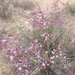 Limonium insigne Flower