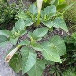 Datura innoxia ഇല