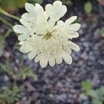 Scabiosa ochroleuca 花