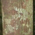 Pouteria engleri Bark