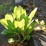 Rumex sanguineus Leaf