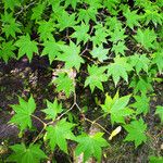 Acer palmatum Leaf