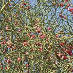 Capparis decidua Fruit