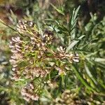 Baccharis salicifolia 花