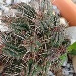 Euphorbia mammillaris Leaf