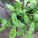 Calendula arvensis Blad