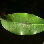 Iryanthera tessmannii